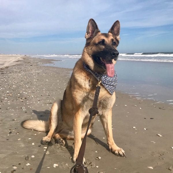 photo of a German Shepard dog wearing a bandana on a beach